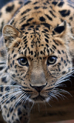 Dangerous leopard