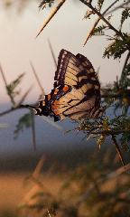 Dazzling butterflies 