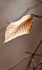 Lonely leaf 