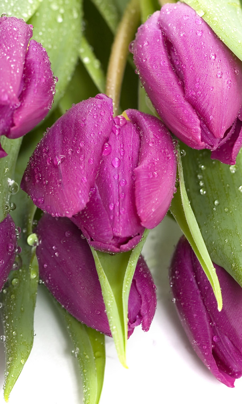 Multicolored tulips 