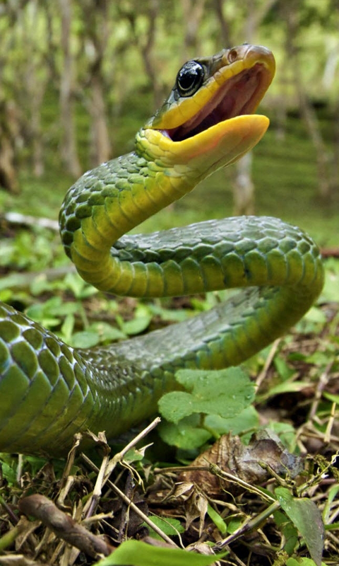 Poisonous snakes 