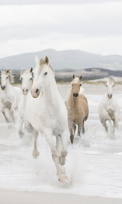 Proud horse 