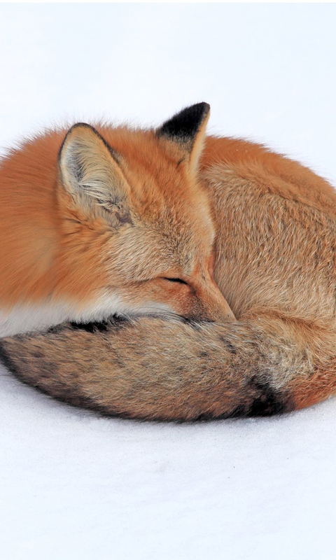 Red fox 