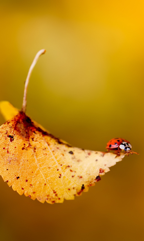 The little beetles 