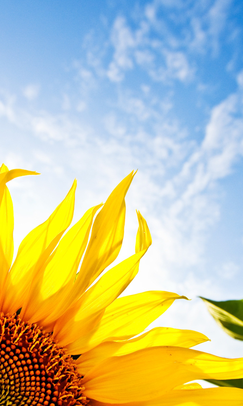 Sunny sunflowers 