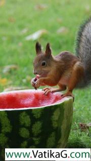 Squirrel likes watermelon 