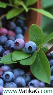 Blueberries 