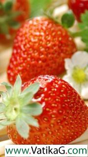 Fresh strawberries 