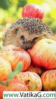 Hedgehog loves apples 