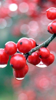 Raindrops on red berries 