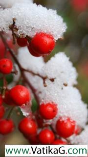 Frozen berries 