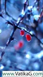 Frozen berries mobile 