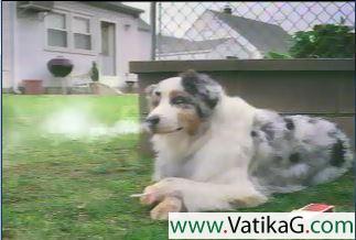 Funny doggy can smoke video clip