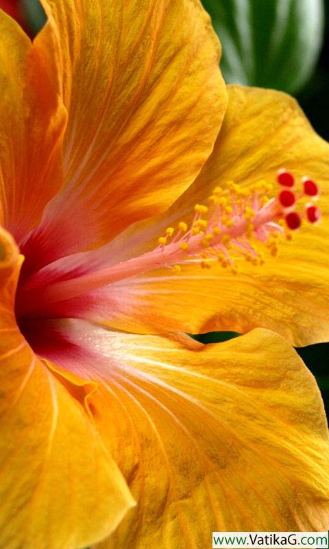Hibiscus hd live wallpapers