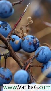 Blueberry mobile