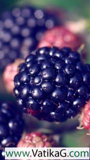 Juicy blackberries