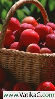 Plums basket