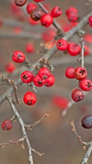 Red berries