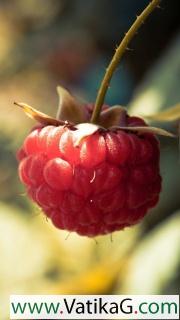 Raspberry macro