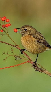 Little bird and wild berries