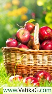 Red apples in basket 
