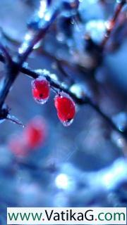 Two frozen berries 