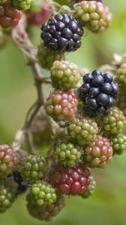 Blackberries 