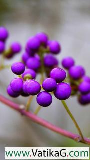 Purple berries 