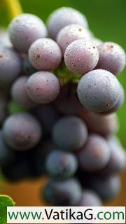 Purple grapes macro 
