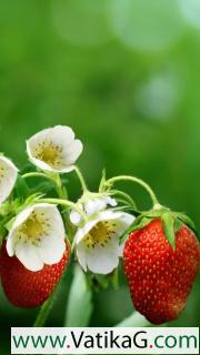 Strawberry flowers 
