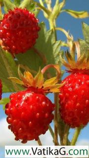 Strawberry field 