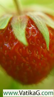 Strawberry macro 