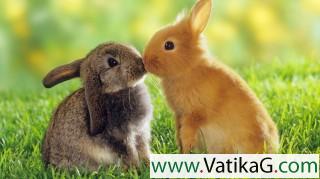 Bunny love