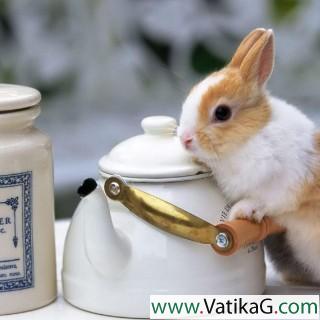 Bunny with teapot