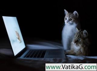 Cats laptop