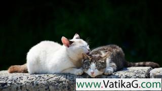 Cats sleeping wallpapers