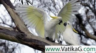 Cuckatoos