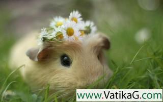 Cute animal cavy