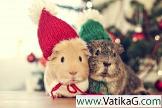 Cute guinea pigs