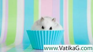 Hamster muffin wallpapers