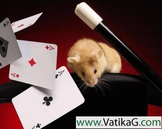 Hamster poker