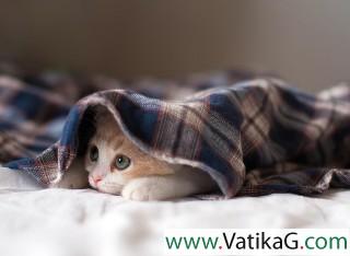 Kitten in blanket