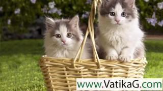 Kittens in basket