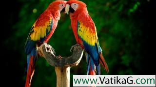 Parrot couple