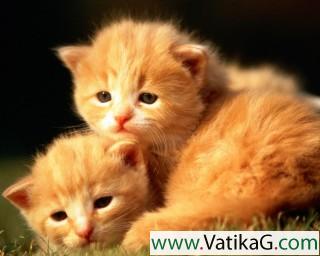 Two little kittens