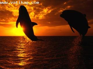 Aquatic symphony