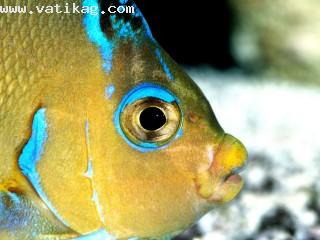 Atlantic blue angelfish