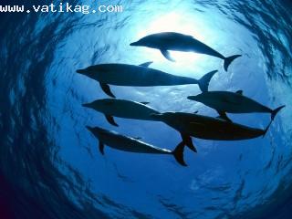 Atlantic spotted dolphins, bahamas