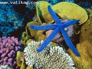 Blue linckia sea star, great barrier reef, australia