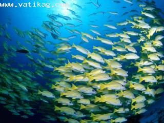 Blue banded sea perch